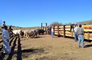 Afectaciones en la producción agrícola 