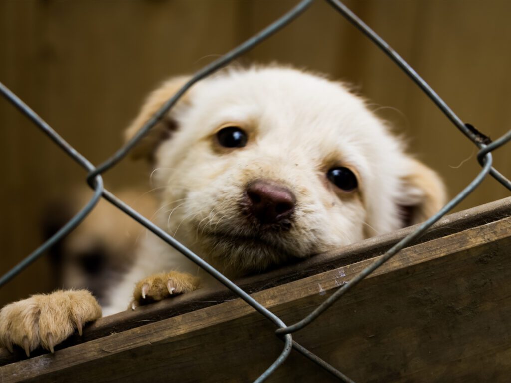 Perro regresa solo al refugio tras ser adoptado: La conmovedora historia de Shine