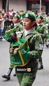 Perritos rescatistas de la Sedena se roban la atención en el Desfile Militar 2024