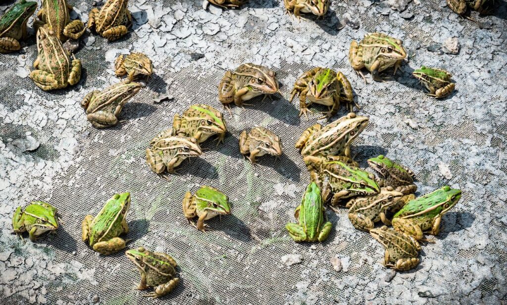 la lluvia de ranas es un fenomeno meteorologico muy extrano y curioso