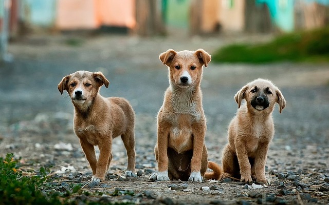 Así es la ley de Turquía que busca eliminar de las calles a los perros callejeros