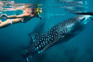 tiburon ballena en holbox turismo en aumento 2