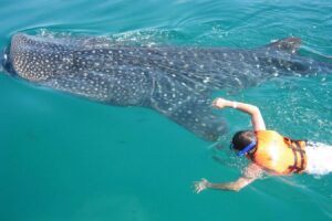 tiburon ballena en holbox turismo en aumento 3