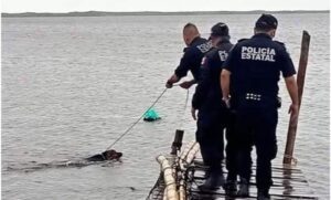 Perrito fue rescatado en un muelle