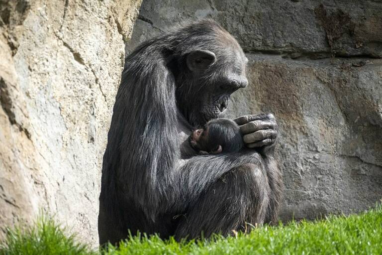 BIOPARC Valencia la chimpance Natalia y su cria en la selva ecuatorial NoticiaAmpliada