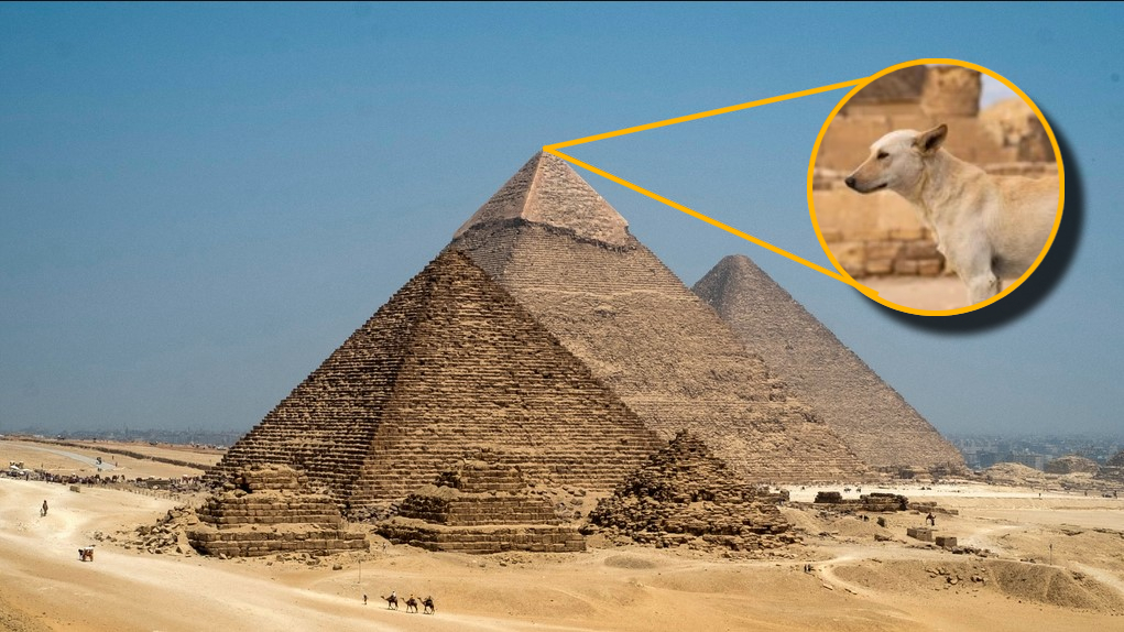 Captan a perrito en la cima de la piramide de Giza