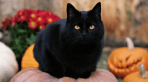 Gatos Negros Halloween 800x445 1