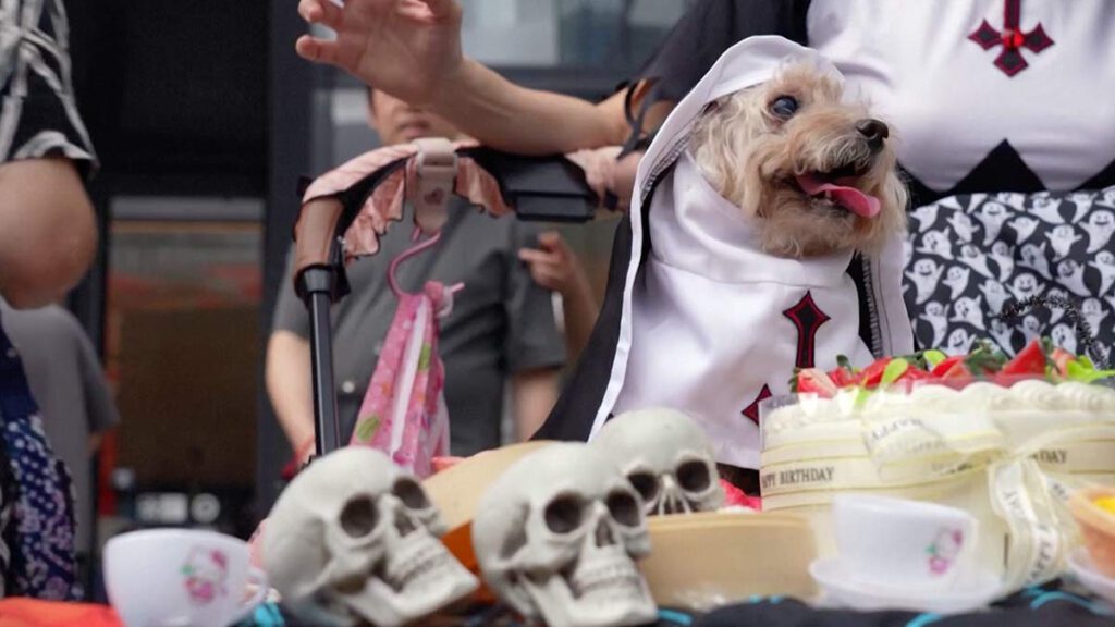 Mascotas desfilan por Halloween en Hong Kong y se vuelven viral