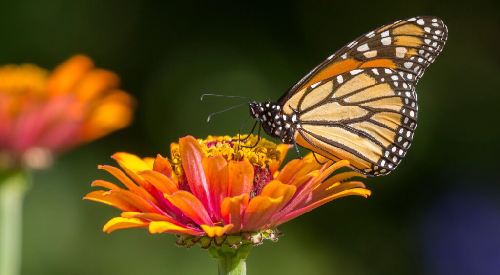 Científicos implementan proyecto para salvar a las mariposas monarca del calentamiento global