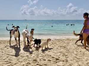 Playa para perros en Solidaridad 1