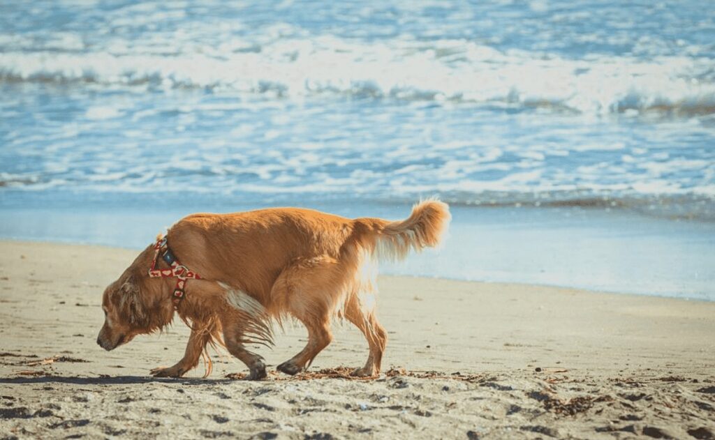 Playa para perros en Solidaridad