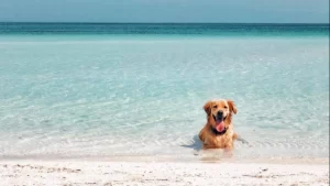 Playa para perros en Solidaridad