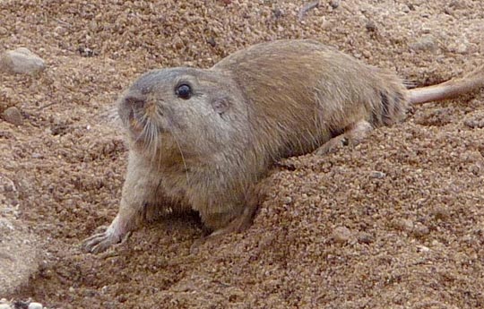 Descubren nueva especie de roedor en el Valle de Uco