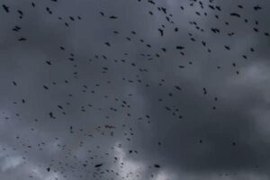 Bandada de pájaros atrapados en el ojo del huracán Milton son captados por el cazahuracanes 