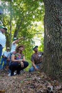 Quintana Roo obtiene Indicación Geográfica del Chicle Maya