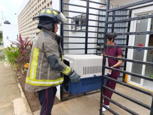 Dirección General de Ecología rescata a oso hormiguero herido en Cancún