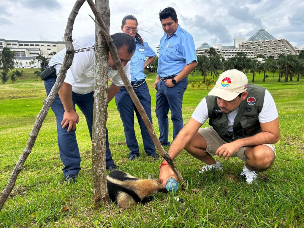 Dirección General de Ecología rescata a oso hormiguero herido en Cancún