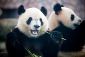 Zoologico de Washington recibe dos pandas gigantes de China 1