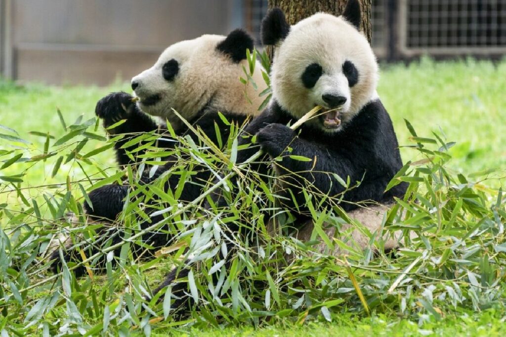 Zoológico de Washington recibe dos pandas gigantes de China