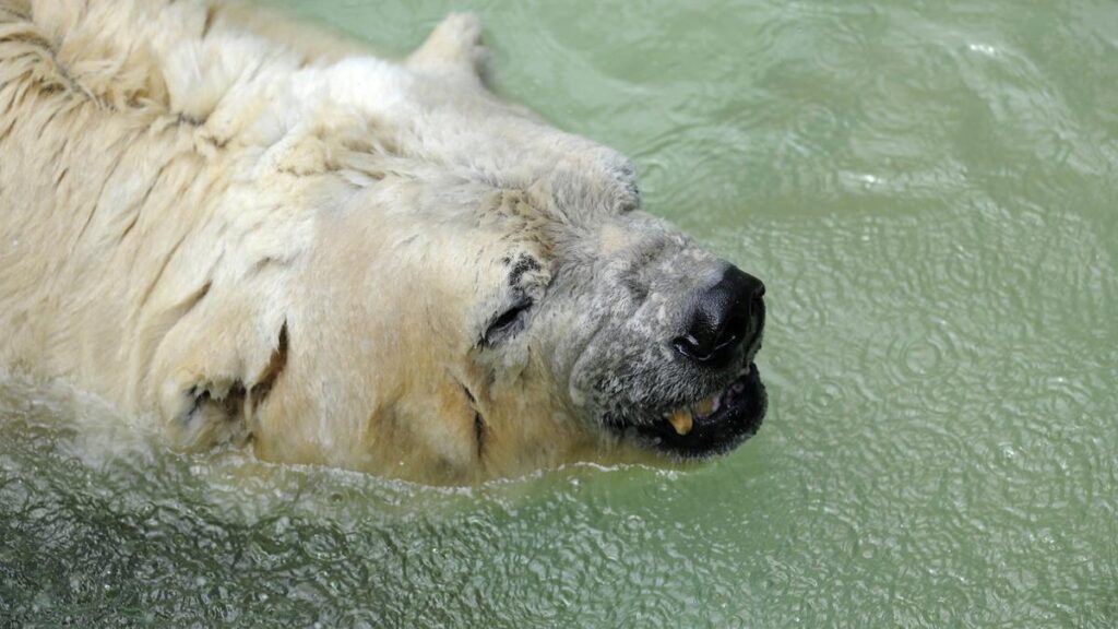 Zoológico del Reino Unido acusado de maltrato animal