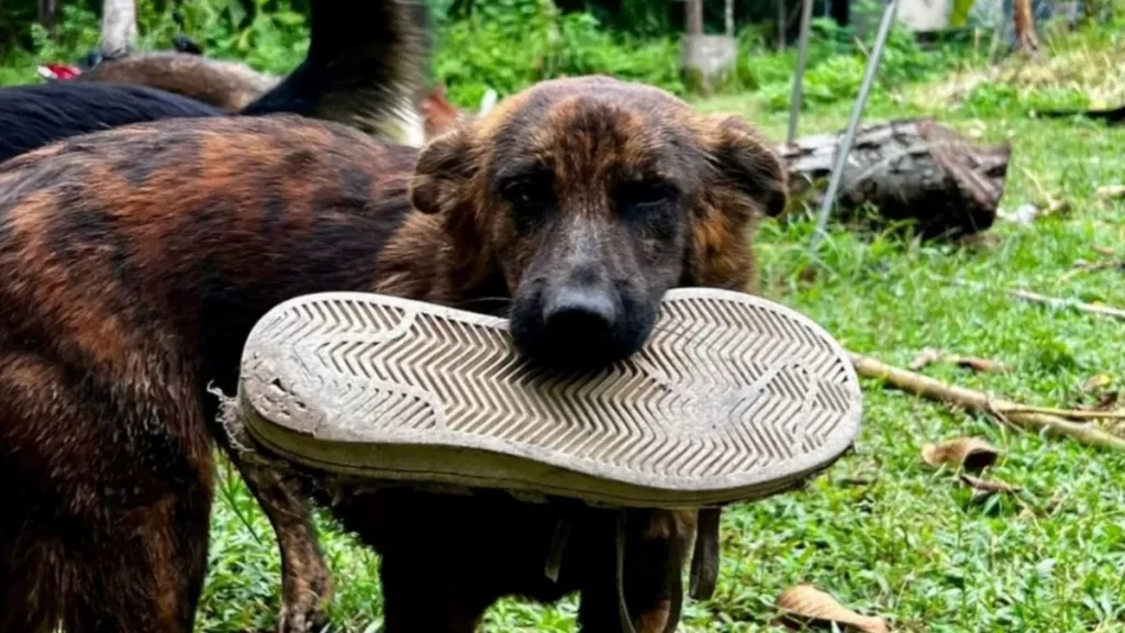 descubre a la perra snickers y a su increible bondad