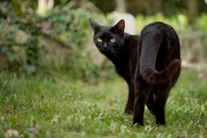 Sacrificios de gatos en Cancún 