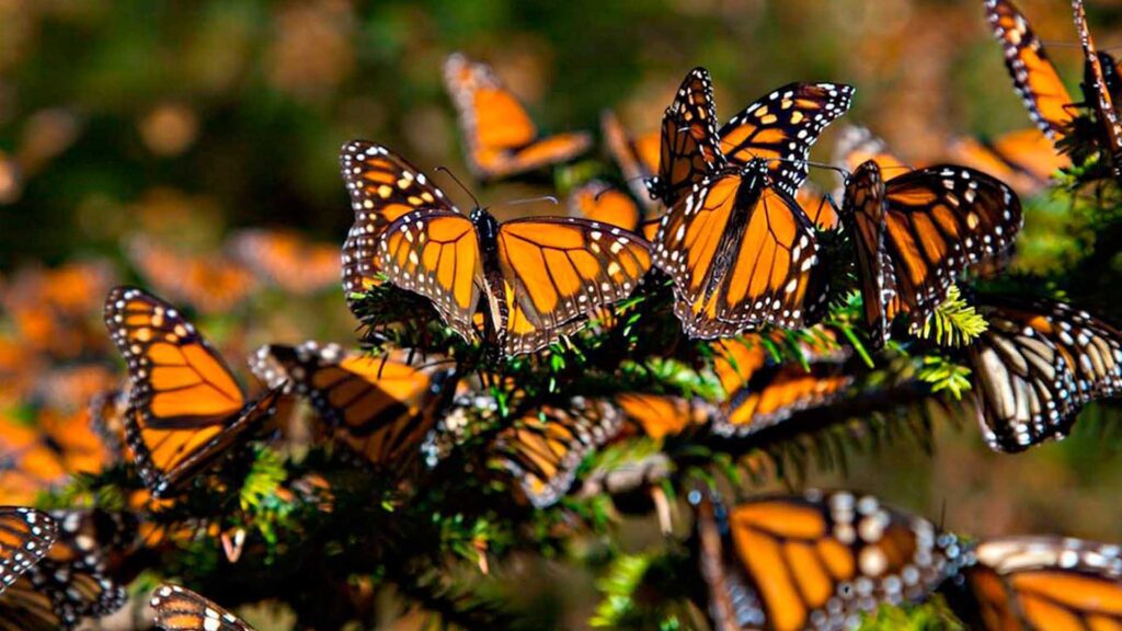 Estos son los Santuarios de la Mariposa Monarca para visitar en esta Temporada 2024-2025