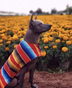 El Xoloitzcuintle en el Día de Muertos 