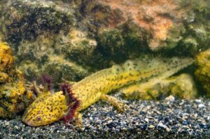 Buscan rescatar el habitat de los ajolotes en Xochimilco .