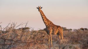 Jirafas cerca de estar en la lista de animales en peligro de extincion.