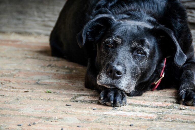 Conoce la campaña 'Adopta un perro por un día': Dale amor a un perrito rescatado