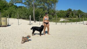 Promueven en Playa del Carmen adopcion de perros rescatados 1