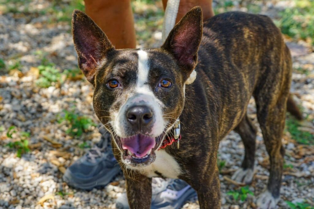 Promueven en Playa del Carmen adopción de perros rescatados