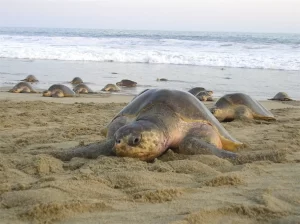 Tortugas golfinas arriban en gran cantidad a playa de Oaxaca .