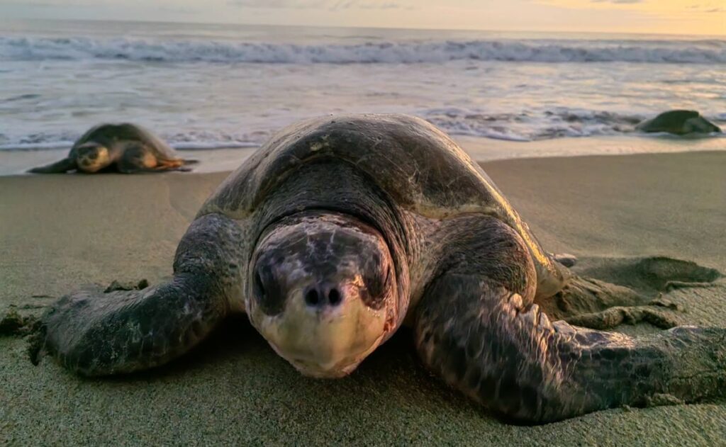 Tortugas golfinas arriban en gran cantidad a playa de Oaxaca