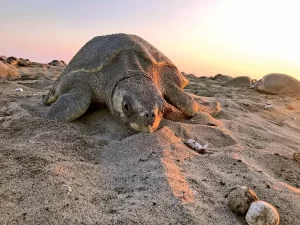 Tortugas golfinas arriban en gran cantidad a playa de Oaxaca