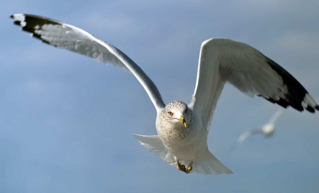 El origen del vuelo en las aves