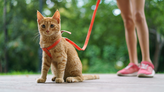 Guía completa para sacar a pasear a tu gato de forma segura y satisfactoria