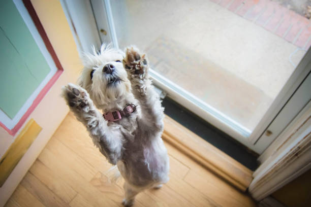 Perro baila 'El Paso del Canguro' y se vuelve viral en redes sociales