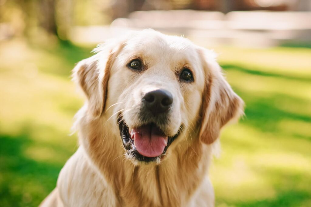 ¿Cómo los perros encuentran el camino a casa? Ciencia detrás de este fenómeno fascinante