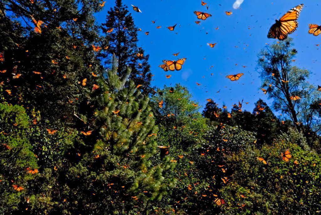 Migración de la Mariposa Monarca: Descubre su ruta por Hidalgo y los esfuerzos para su conservación