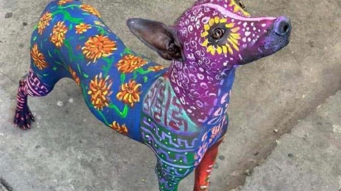 Conoce a Noa, la perrita xoloitzcuintle pintada como alebrije en homenaje a Coco