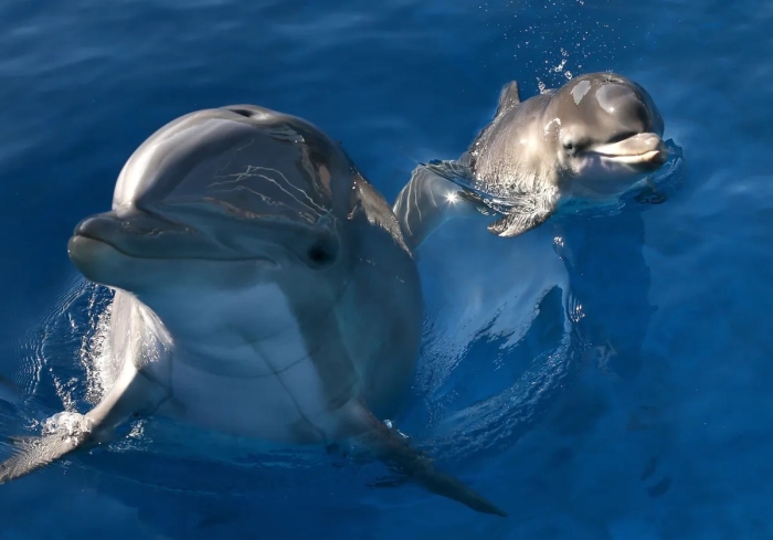 Hallan fentanilo en delfines del Golfo de México CORTESÍA