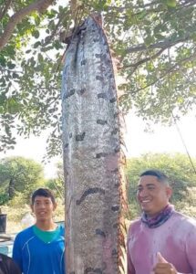 Pescadores capturan “Pez del Fin del Mundo” en Chiapas 