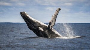 Tecnología para rastrear movimientos de ballenas  