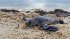 950 mil tortugas en Cancun fueron liberadas