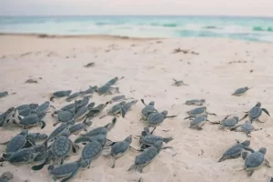 950 mil tortugas en Cancun fueron liberadas