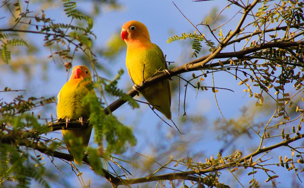 Huesos huecos de las aves