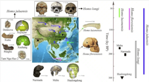 Descubren nueva especie humana con cráneos enormes, extinta hace 200 mil años