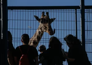 Jirafa desaparecida de Culiacan murio en septiembre asegura el Zoologico